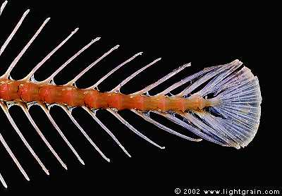 fish skeleton and tail