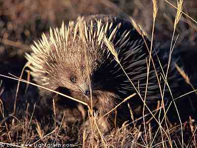 echidna (spiny ant eater)