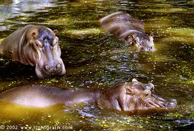 three hippos