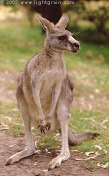 kangaroo