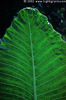 plant leaf
