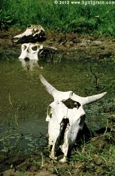 cattle skulls in waterhole