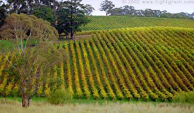 grapevines on Barossa valley hillside