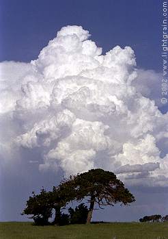 heavy clouds and trees