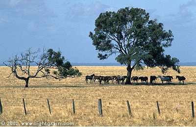 horses sheltering under tree