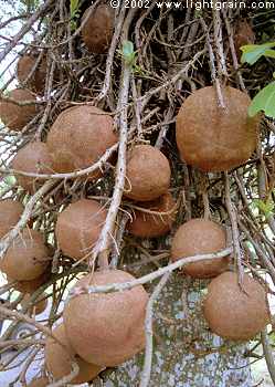 cannonball tree Singapore Botanic gardens